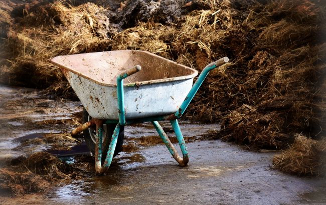 Коров'ячий чи пташиний? Які види гною підійдуть для вашого городу