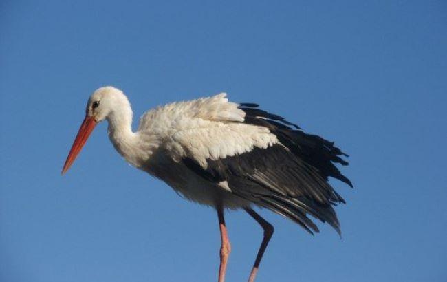 Активисты спасли аиста, который не мог улететь с Майдана