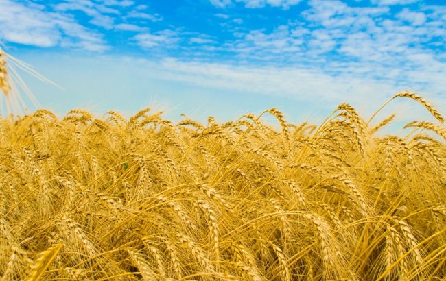 Україна експортувала понад 10 млн тонн пшениці, - МінАП