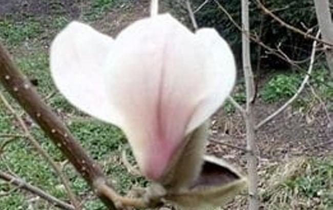 В Киеве зацвели магнолии