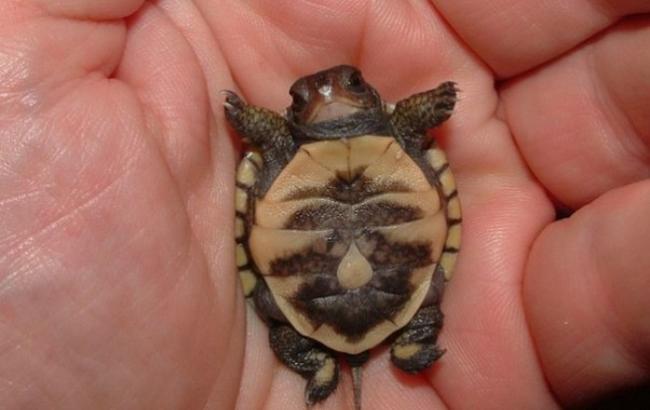 В столичной квартире обустроили подполный магазин с экзотическими животными