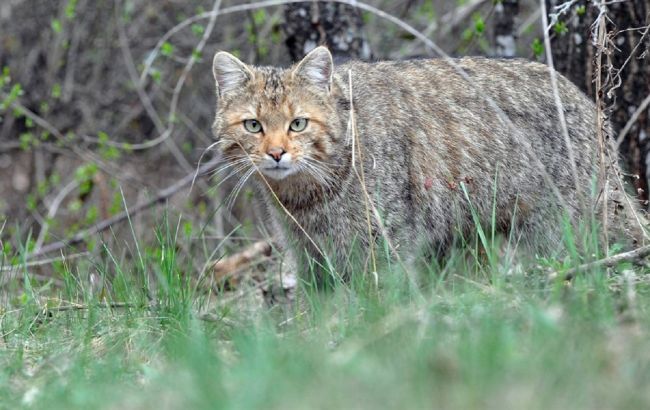 В парку на Тернопільщині "засвітився" рідкий червонокнижний хижак (фото)