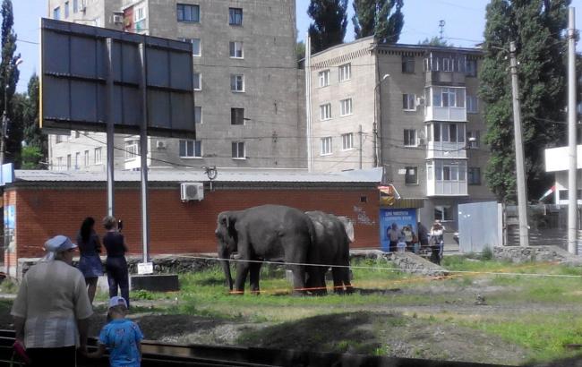 По улицам Кременчуга расхаживают слоны