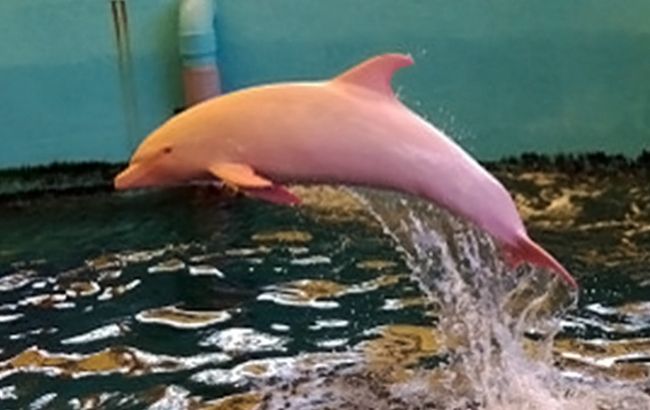 В Японии дельфин-альбинос розовеет от эмоций