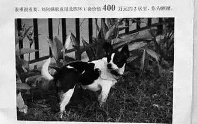 Китаянка предложила свой дом в качестве награды за пропавшую собаку