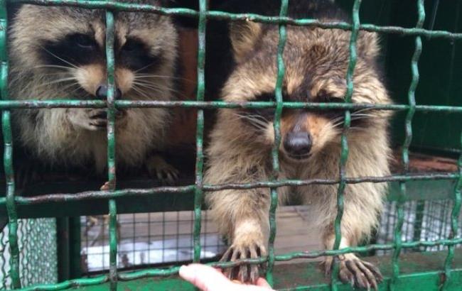 В Днепропетровске еноты мерзнут и отказываются от печенья