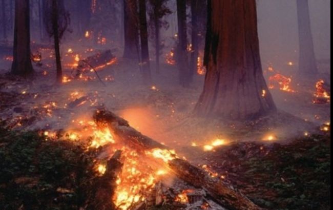 В Киеве тушат масштабный пожар в лесу, - ГСЧС