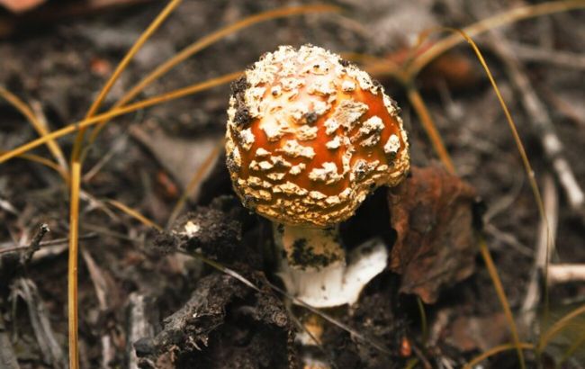 Наелись грибов. В Тернопольской области восемь детей и взрослый оказались в больнице