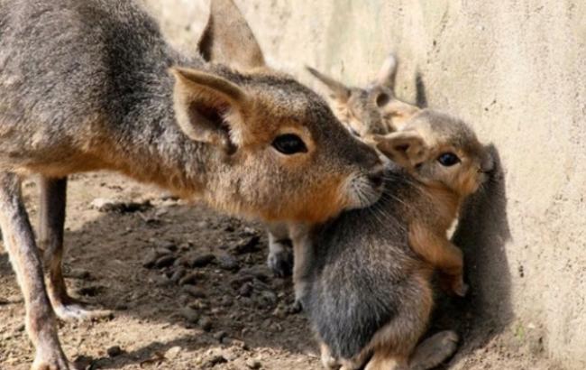В Межигорье родились две патагонские мары, трое страусят и белый бычок