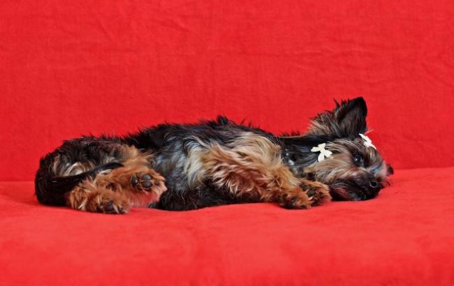 Зоозахисники в люті: у Бердянську продовжують труїти собак (фото)