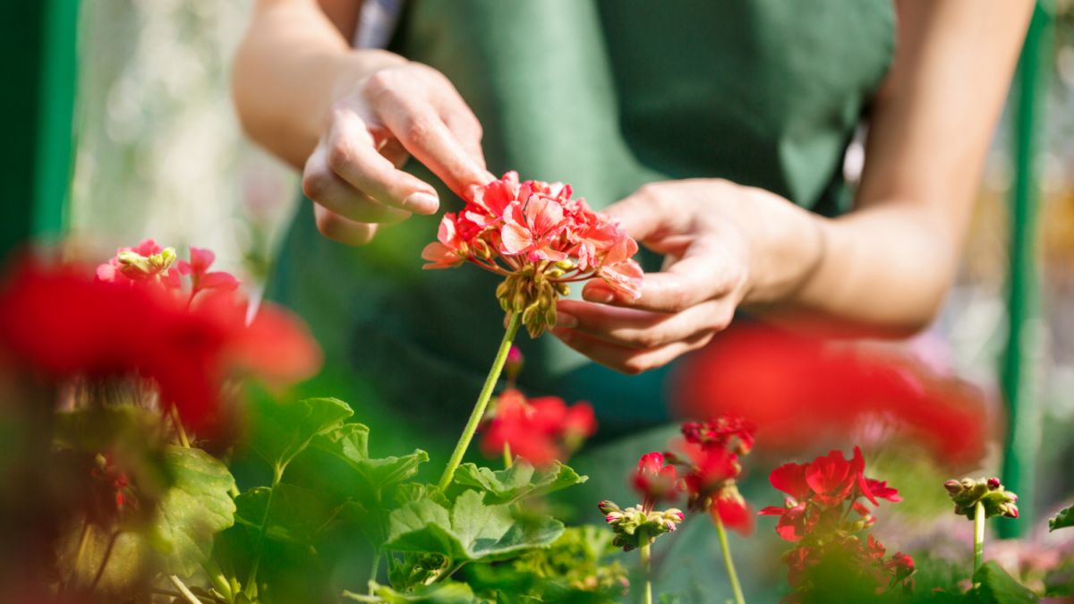 Когда и как собирать семена цветов - полезные советы