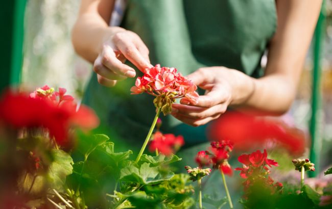 Вот семена каких цветов можно собирать в сентябре: основные нюансы