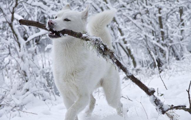 Погода на сегодня: в Украине дожди с мокрым снегом, температура до +7