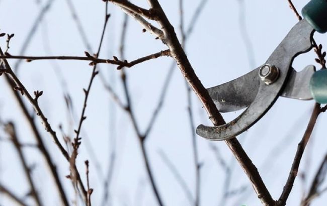 Не пропустите февраль: 5 работ в саду, которые нужно сделать прямо сейчас