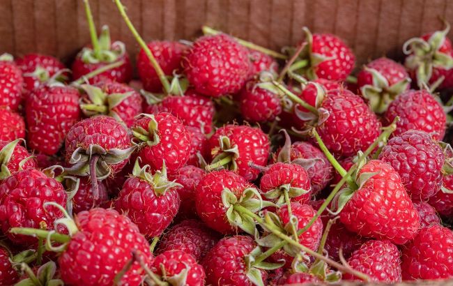 Не дайте малині засохнути восени: простий трюк, який забезпечить щедрий урожай