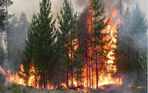 Європа планує врятуватись від лісових пожеж за допомогою кіз