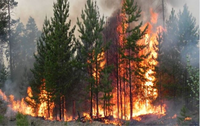 Європа планує врятуватись від лісових пожеж за допомогою кіз