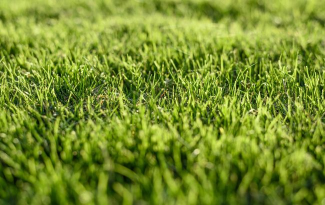 Газон зарастает сорняками? Один простой осенний прием спасет его навсегда