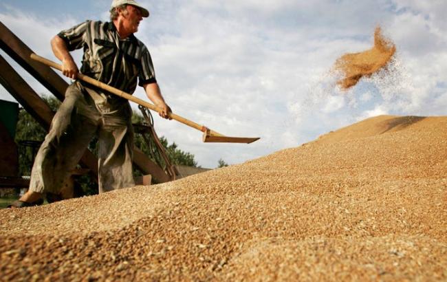 Производство зерна в Украине в июне сократилось на 68,6%, - Госстат