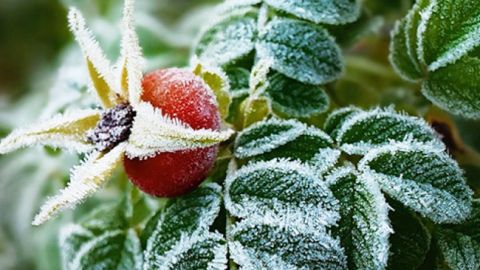 Погода на сегодня: в Украине усилятся заморозки