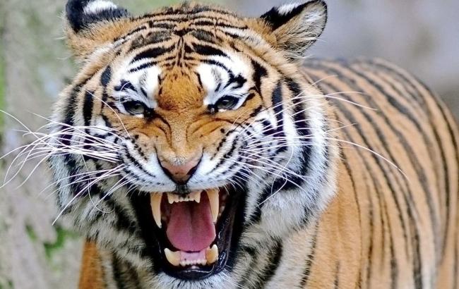 В китайском зоопарке тигр напал на человека