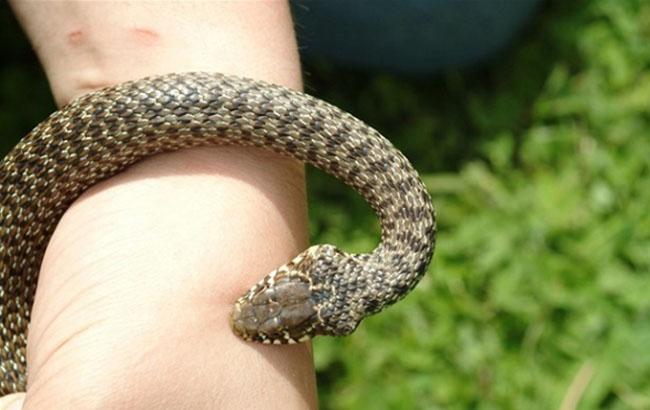 Нашествие змей на Львовщине: за день двое местных жителей попали в реанимацию