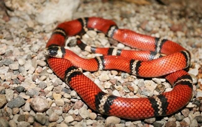 Киевлян напугало объявление о пропавшей змее