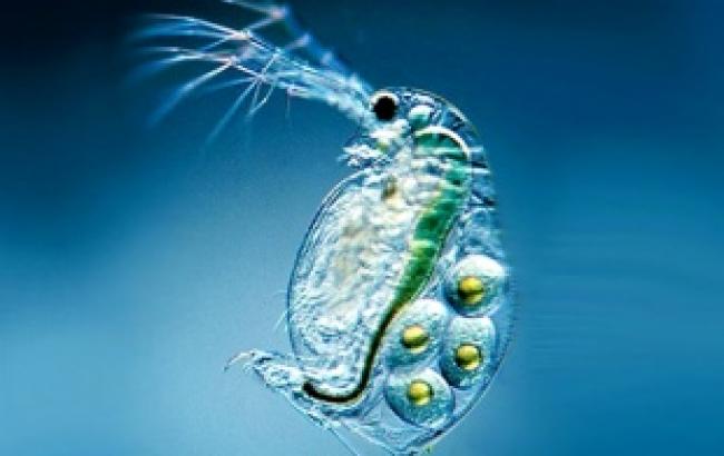 Зоопарк под микроскопом